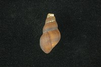 藏品(川蜷)的圖片